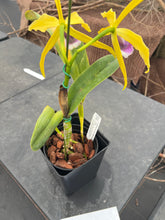 Load image into Gallery viewer, A7 - C . tenebrosa fma aurea ‘ Walton grange ‘ FCC x self small plant w/ two open blooms
