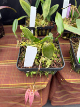 Load image into Gallery viewer, Bulbophyllum Elisabeth Ann ‘Buckleberry ‘ FCC , 6” net pot with single spike
