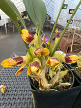 Load image into Gallery viewer, Maxillaria perryae in bloom
