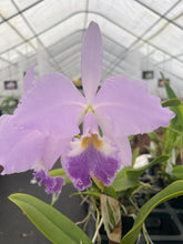 Load image into Gallery viewer, C. warneri ‘DoSuzuki ‘ x self , only few and very rare
