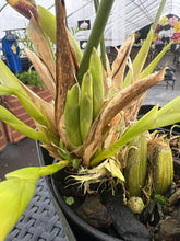 Load image into Gallery viewer, Maxillaria perryae in bloom
