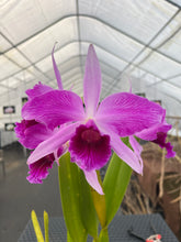 Load image into Gallery viewer, C . purpurata flamea ‘Fire Storm ‘, back bulb division in bloom , superb , select
