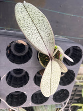 Load image into Gallery viewer, Phalaenopsis schilleriana seedling in 3” pot , rare offering
