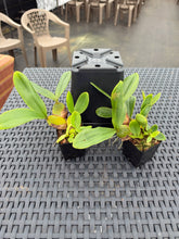 Load image into Gallery viewer, Bulbophyllum purpureorhachis seedlings grown from flask , 3” pots now
