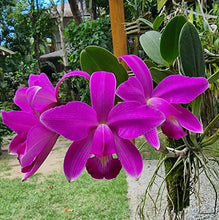 Load image into Gallery viewer, Cattleya violacea rubra ‘Rondonia ‘ x ‘Golias ‘
