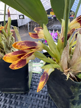 Load image into Gallery viewer, Maxillaria perryae in bloom
