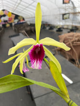Load image into Gallery viewer, A 8- C . tenebrosa fma aurea ‘Walton Grange ‘ FCC x self , greenish flower red lip
