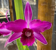 Load image into Gallery viewer, Cattleya purpurata sanguinea venosa escura x sanguinea ‘Henrique’
