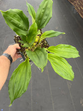 Load image into Gallery viewer, Stanhopea assidensis x nigroviolacea ‘The Predator’FCC
