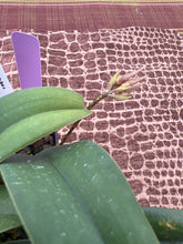 Load image into Gallery viewer, Bulbophyllum Frosty Ann x Meen Mercury Sandel, 3 spikes (#13)
