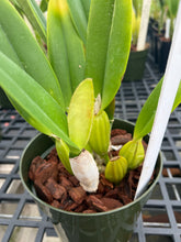 Load image into Gallery viewer, C . percivaliana ( ‘Rio’ x’Jewel’), selectcseedling
