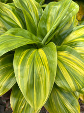 Load image into Gallery viewer, Cordyline terminalis ‘Cascade ‘
