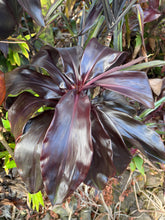 Load image into Gallery viewer, Cordyline terminalis ‘ Black Pride ‘
