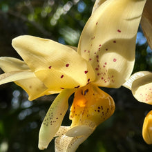 Load image into Gallery viewer, Stanhopea Nina Rach x ecornuta in spike
