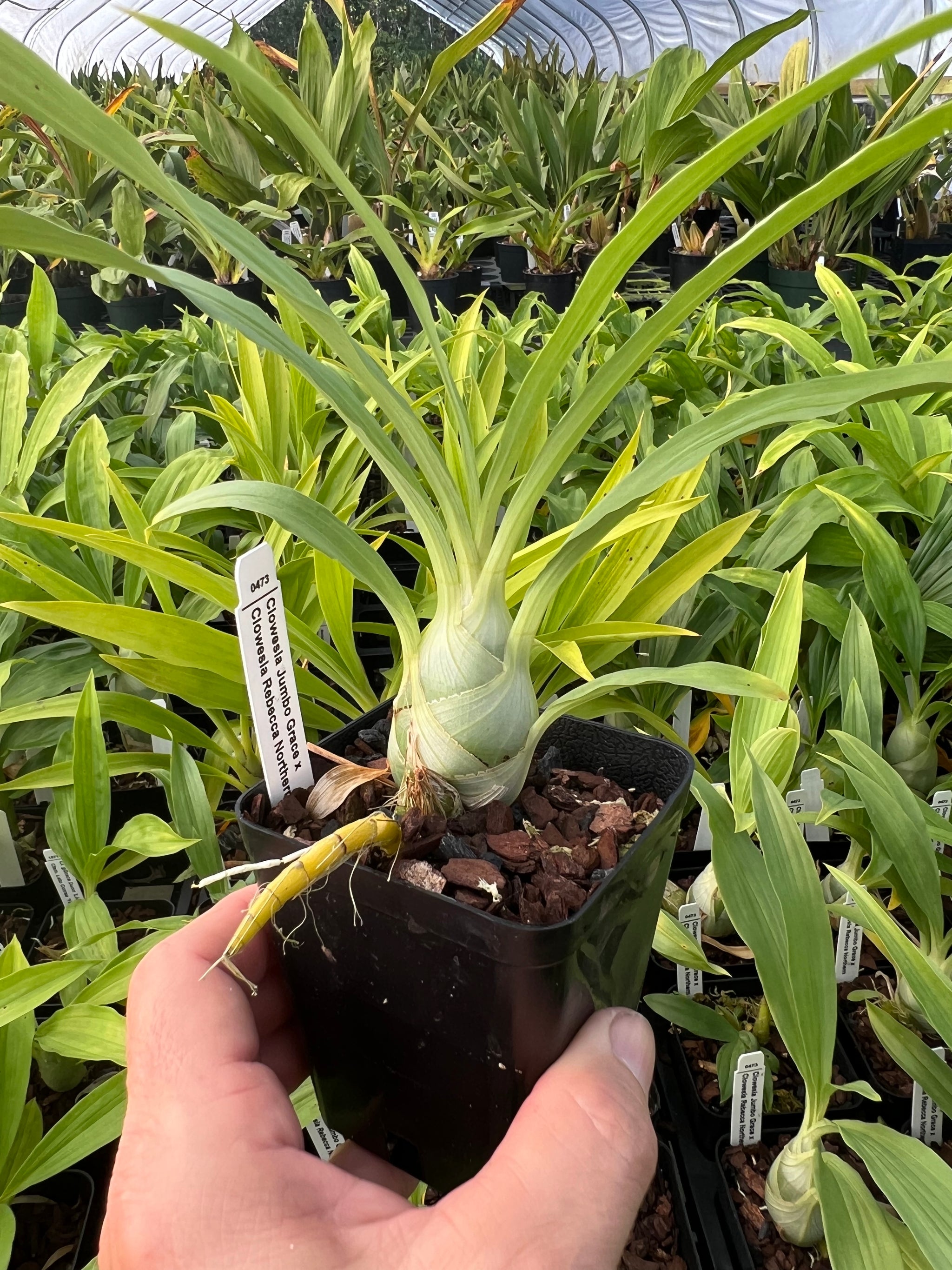 Catasetum Cycnoches – Shogun Hawaii