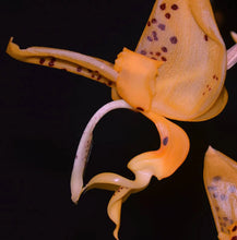 Load image into Gallery viewer, Stanhopea Nina Rach x ecornuta large 10 inch basket
