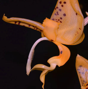 Stanhopea Nina Rach x ecornuta large 10 inch basket