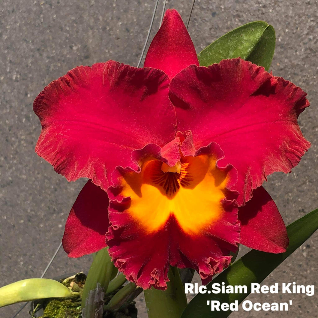 Rlc . Siam red king , plug tray 72