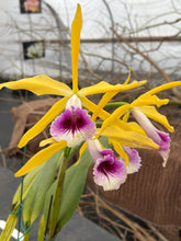 Load image into Gallery viewer, A2- Cattleya tenebrosa fma.aurea ‘Walton Grange ‘ FCC x self
