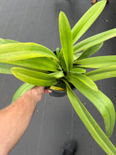 Load image into Gallery viewer, Paphiopedilum Prince Edward of York ( Roth . ‘Crown ‘ x sanderianum )
