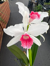 Load image into Gallery viewer, Cattleya (C.) purpurata fma carnea ‘Magician Red ‘, SELECT red lip
