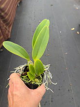 Load image into Gallery viewer, C. warneri ‘DoSuzuki ‘ x self , only few and very rare
