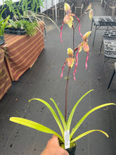 Load image into Gallery viewer, Paphiopedilum Berenice in spike
