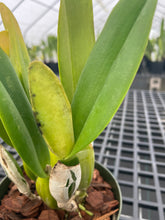 Load image into Gallery viewer, C . percivaliana ( ‘Rio’ x’Jewel’), select seedling
