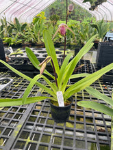 Load image into Gallery viewer, MSH1407 paphiopedilum Lady Isabel ( rothschildianum x stonei)
