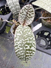 Load image into Gallery viewer, Phalaenopsis schilleriana ‘bold spots ‘, stunner !
