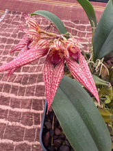 Load image into Gallery viewer, Bulbophyllum Frosty Ann x Meen Mercury Sandel, 3 spikes (#13)
