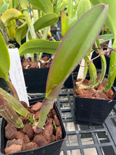 Load image into Gallery viewer, Rlc . Memoria Crispín Rosales ‘Volcano Queen ‘HCC/AOS original division fro our awarded plant
