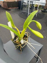 Load image into Gallery viewer, Cattleya (C.) Taida Eagle Eye ‘ White Angel ‘ FCC, originally. Division virus virus free in bud

