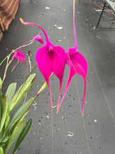 Load image into Gallery viewer, Masdevallia Georgian Franczyk ‘Purple Gem ‘AM , original division
