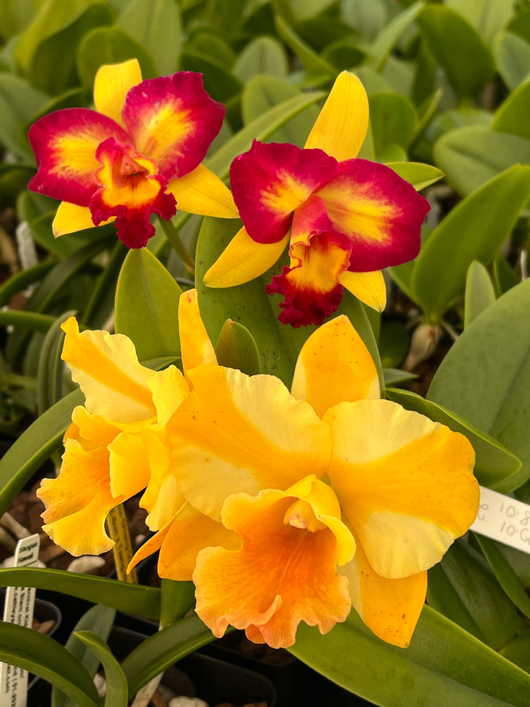 Orchid flask: Rlc . Nell Hammer ‘STK ‘ x Rlc . Shin Shiang Diamond