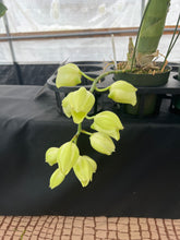 Load image into Gallery viewer, Catasetum pileatum var . Imperialis ‘’Pierre Couret ‘ x’Snow White ‘, large spike
