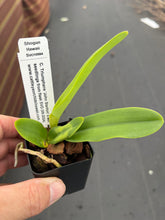 Load image into Gallery viewer, C . Triumphans ‘John Stanton ‘ x self
