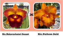 Load image into Gallery viewer, Orchid flask : Rlc. Nakornchaisri Sunset x Rlc. Pathom Gold
