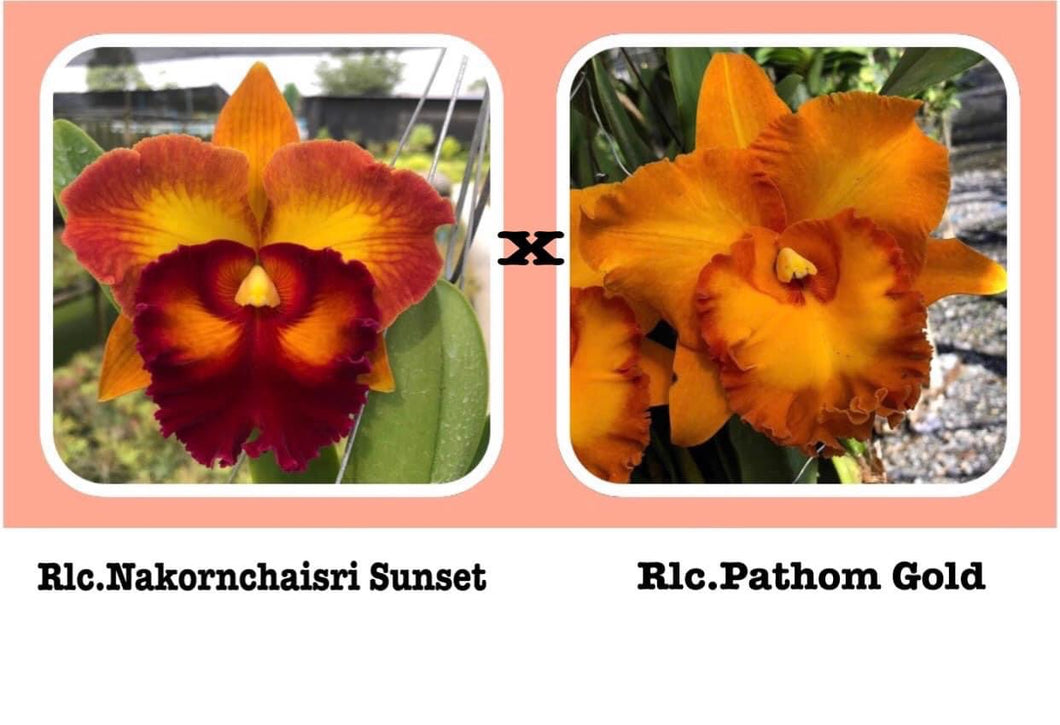 Orchid flask : Rlc. Nakornchaisri Sunset x Rlc. Pathom Gold