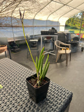 Load image into Gallery viewer, Brassavola nodosa ‘Shogun ‘s Titan ‘ AM x sib . ‘Titan ‘s sister ‘, seedlings of incredible quality , awards are in the horizon
