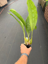 Load image into Gallery viewer, Coryhopea ImaginationsAM/AOS, 4 inch pot divisions
