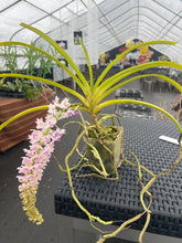 Load image into Gallery viewer, Rhyncostylis retusa in spike
