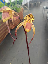 Load image into Gallery viewer, Paphiopedilum Yang Yi Apple x Lady Isabel , seedling
