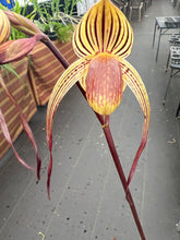 Load image into Gallery viewer, Paphiopedilum Yang Yi Apple x Lady Isabel , seedling
