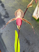 Load image into Gallery viewer, A8-Paph . Lady Isobel SH1741
