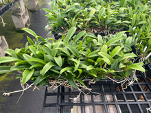 Load image into Gallery viewer, Rlc . Star of Siam , plugtray clone
