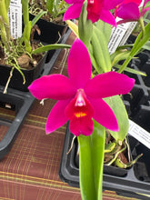 Load image into Gallery viewer, Rlc . Rubescent Doll x Slc . Virginia Dickey
