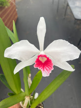 Load image into Gallery viewer, C. Purpurata carnea ‘Red Riot ‘, SELECT for good shape and coral red lip
