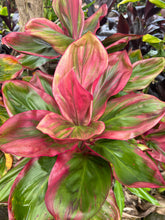 Load image into Gallery viewer, Cordyline 'Kauai Beauty'
