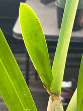 Load image into Gallery viewer, Cattleya purpurata var . carnea seedlings in sheath with buds
